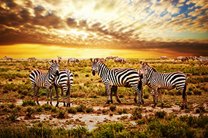 Wildlife and Safari Holidays